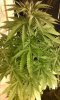 plantnew.jpg