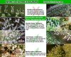 trichomes_colors_harvest (1).jpg