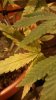 20160904_234313.jpg 20160904_234313.jpg