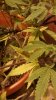 20160904_234316.jpg 20160904_234316.jpg