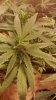 20160904_234347.jpg 20160904_234347.jpg