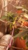 20160904_234407.jpg 20160904_234407.jpg