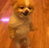 Mac0jrV.gif