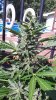 20160904_151231.jpg