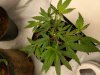 IMG_20160906_202627.jpg