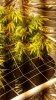 IMG-20160907-WA0010.jpeg