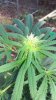 plant2.jpg