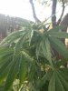 IMG_20160907_181207.jpg