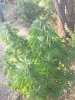 IMG_20160907_181212.jpg