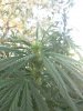 IMG_20160907_181224.jpg