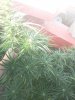 IMG_20160907_181357.jpg