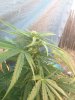 IMG_20160907_181513.jpg