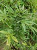 20160908_172953.jpg 20160908_172953.jpg