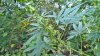 WP_20160909_15_34_15_Pro_noexif.jpg