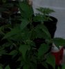 ducksfoot pic2 -7-14-2016.JPG