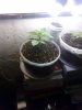 IMG_20160911_121307_650.jpg