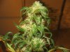 Kali 7 wks resin.jpg