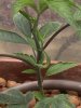 new growth only fans.JPG