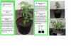 Step 1 lst.jpg