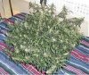 Enjoy lst.JPG