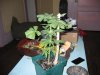 pot 005.jpg