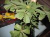 pot 002.jpg