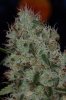 Exceptionalplant5.jpg