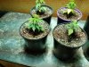 20160920_013124.jpg