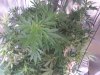 20160922_145759_001.jpg
