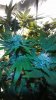 20160923_112914.jpg 20160923_112914.jpg