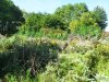 SDC10385.JPG