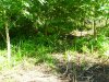 SDC10396.JPG