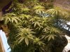my plants two weeks into flowering 001.jpg