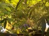 my plants two weeks into flowering 007.jpg