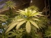 my plants two weeks into flowering 003.jpg