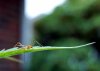 BugSideProfile.JPG