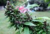 MaryBud.JPG