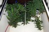 Harvest Top.JPG