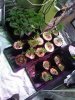 veg 1.jpg