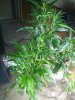 WP_20161003_016.jpg