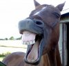 horse-funny-face-reddit.jpg