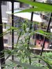 IMG_20161006_144126.jpg