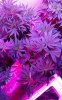 VZM.IMG_20161006_211655.jpg