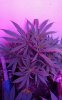 VZM.IMG_20161006_211714.jpg