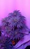 VZM.IMG_20161006_211739.jpg