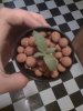 4day old 2.jpg