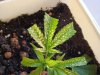 budproblem-over.JPG