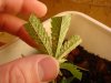 budproblem-under.JPG