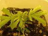 budproblem1.jpg