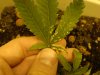 budproblem2.jpg